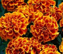 Бархатцы отклоненные Чика Флейм (Tagetes patula 'Chica Flame')