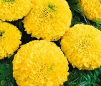 Бархатцы прямостоячие Антигуа Примроуз (Tagetes erecta 'Antigua Primrose')