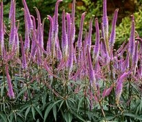 Вероникаструм сибирский (Veronicastrum sibiricum)