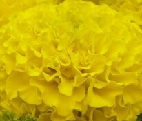 Бархатцы прямостоячие Тайшан Голд (Tagetes erecta 'Taishan Gold')