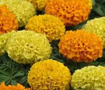 Бархатцы прямостоячие Тайшан Микс (Tagetes erecta 'Taishan Mix')