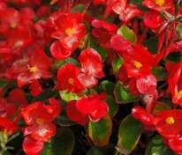 Бегония вечноцветущая Премиум Ред (Begonia semperflorens 'Premium Red')
