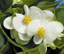 Бегония Премиум Вайт (Begonia 'Premium White')