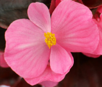 Бегония Сенатор Ай Кью Роуз (Begonia 'Senator iQ Rose')