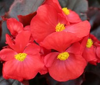 Бегония Сенатор Ай Кью Скарлет (Begonia 'Senator iQ Scarlet')