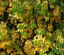 Древогубец круглолистный Геркулес (Celastrus orbiculatus 'Hercules')