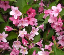 Вейгела цветущая Букет Роуз (Weigela florida 'Bouquet Rose')