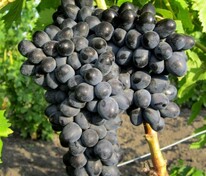 Виноград Аттика (Vitis 'Attika')