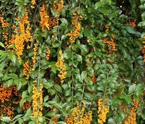 Древогубец круглолистный Диана (Celastrus orbiculatus 'Diana')