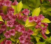 Вейгела цветущая Джинс Голд (Weigela florida 'Jeans Gold')