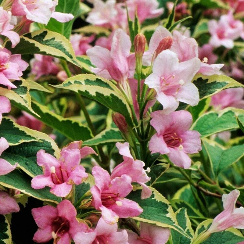 Вейгела цветущая Нана Вариегата (Weigela florida 'Nana Variegata')