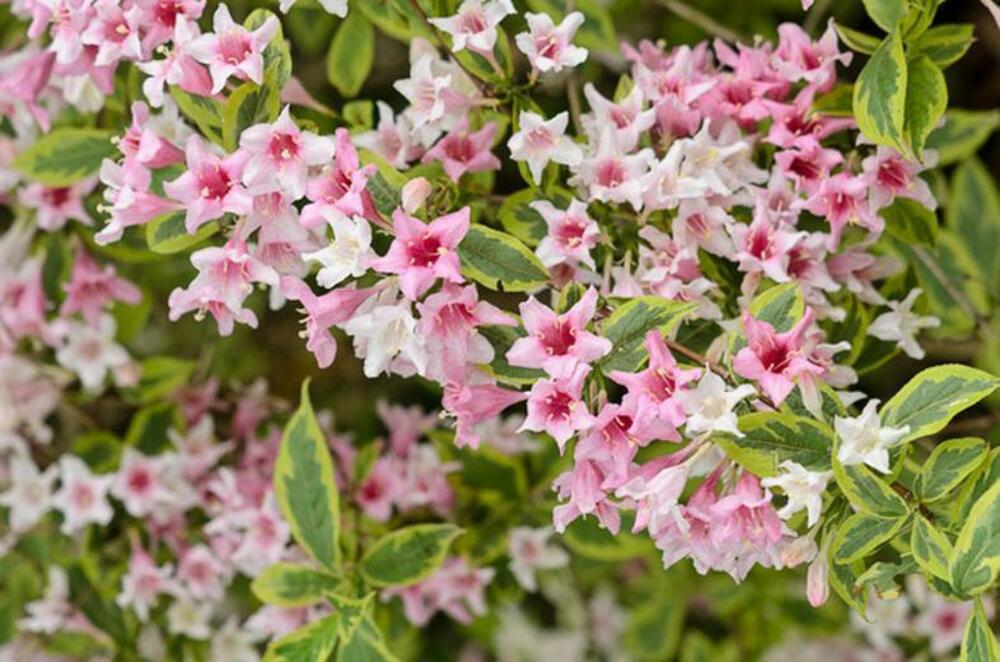 Вейгела цветущая Нана Вариегата (Weigela florida 'Nana Variegata')