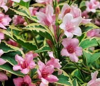 Вейгела цветущая Нана Вариегата (Weigela florida 'Nana Variegata')