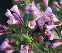 Вейгела цветущая Фолис Пурпуреус (Weigela florida 'Foliis Purpureis')