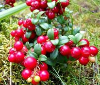 Брусника Мисс Черри (Vaccinium vitis-idaea 'Miss Cherry')
