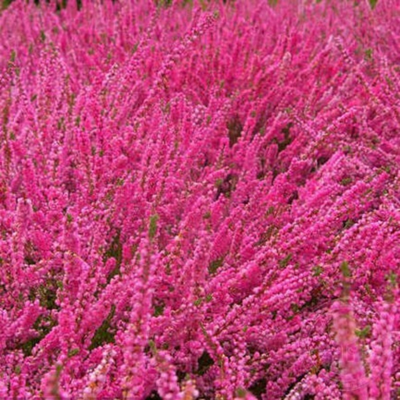 Вереск обыкновенный Аннемари (Calluna vulgaris 'Annemarie')