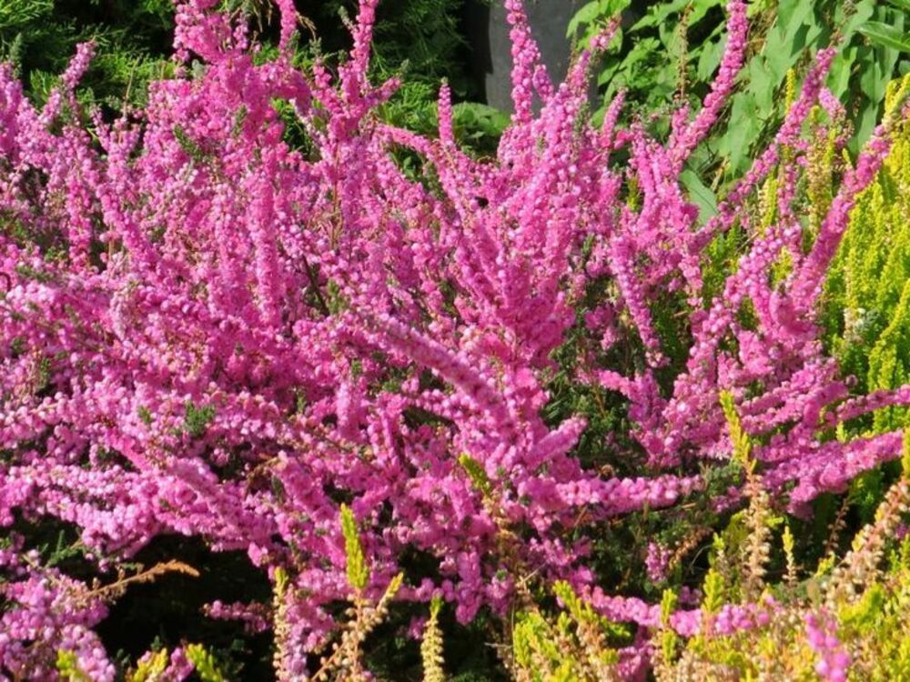 Вереск обыкновенный Аннемари (Calluna vulgaris 'Annemarie')