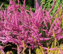 Вереск обыкновенный Аннемари (Calluna vulgaris 'Annemarie')
