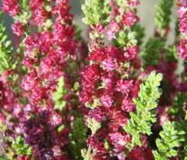 Вереск обыкновенный Дарк Бьюти (Calluna vulgaris 'Dark Beauty')