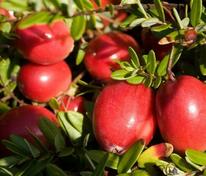 Клюква Стивенс (Vaccinium macrocarpon 'Stevens')