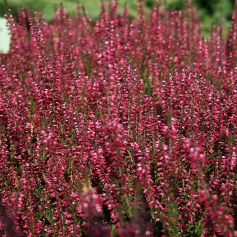 Вереск обыкновенный Марлис (Calluna vulgaris 'Marlies')