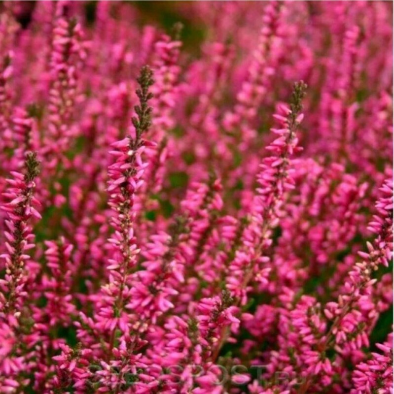 Вереск обыкновенный Марлис (Calluna vulgaris 'Marlies')