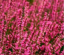 Вереск обыкновенный Марлис (Calluna vulgaris 'Marlies')