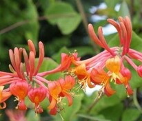 Жимолость Гекрота Американ Бьюти (Lonicera x heckrottii 'American Beauty')