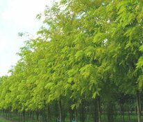 Акация белая (Robinia pseudoacacia)