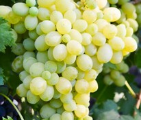 Виноград Белое Чудо (Vitis 'Beloe Chudo')
