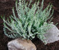 Вереск обыкновенный Мелания (Calluna vulgaris 'Melanie')