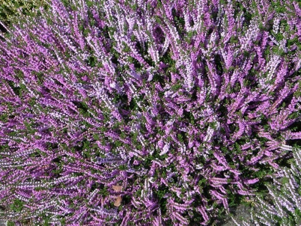 Вереск обыкновенный Раднор (Calluna vulgaris 'Radnor')