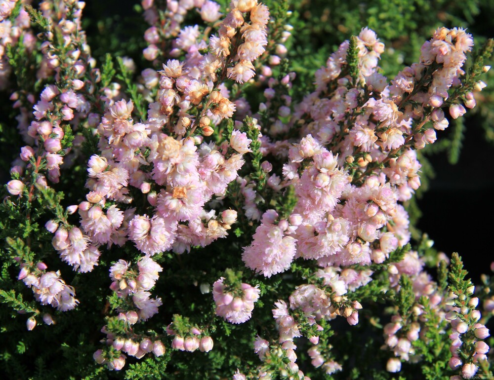 Вереск обыкновенный Раднор (Calluna vulgaris 'Radnor')