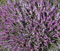 Вереск обыкновенный Раднор (Calluna vulgaris 'Radnor')