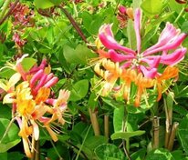 Жимолость Гекрота Голдфлейм (Lonicera x heckrottii 'Goldflame')