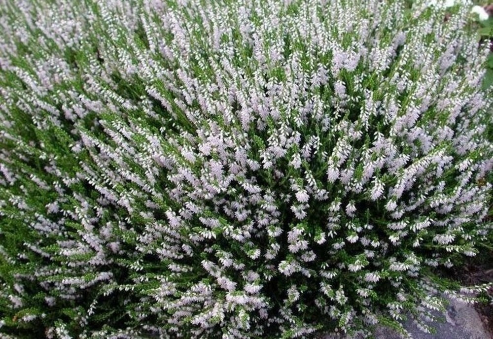 Вереск обыкновенный Спринг Крим (Calluna vulgaris 'Spring Cream')