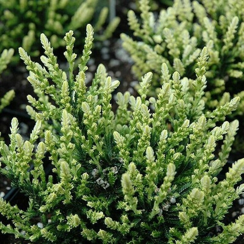 Вереск обыкновенный Спринг Крим (Calluna vulgaris 'Spring Cream')