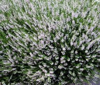 Вереск обыкновенный Спринг Крим (Calluna vulgaris 'Spring Cream')
