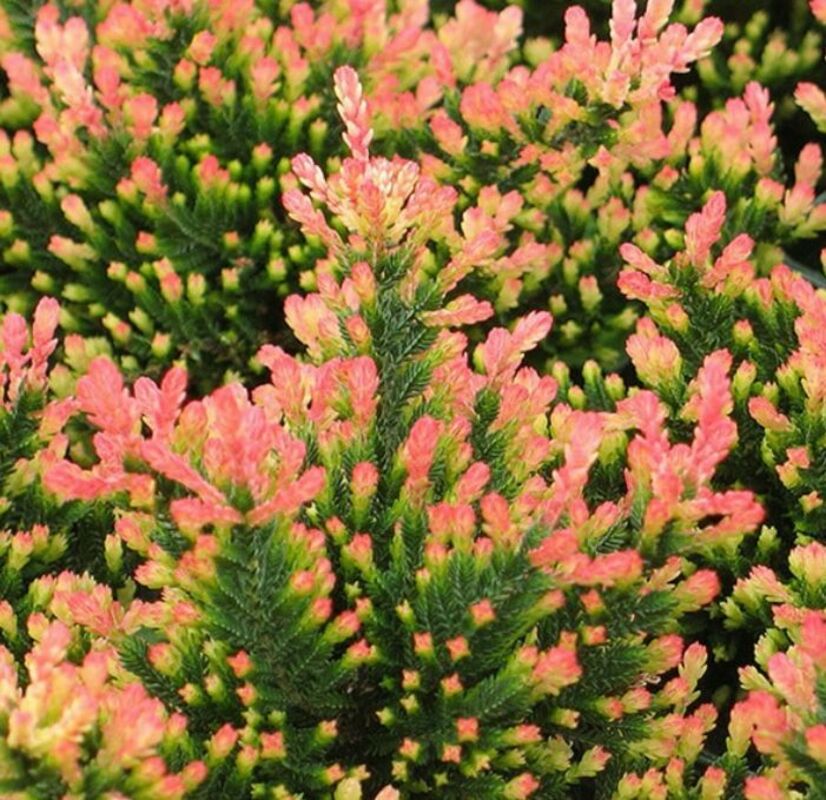 Вереск обыкновенный Спринг Точ (Calluna vulgaris 'Spring Torch')