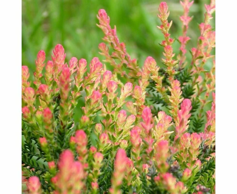 Вереск обыкновенный Спринг Точ (Calluna vulgaris 'Spring Torch')