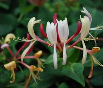 Жимолость приморская Серотина (Lonicera periclymenum 'Serotina')