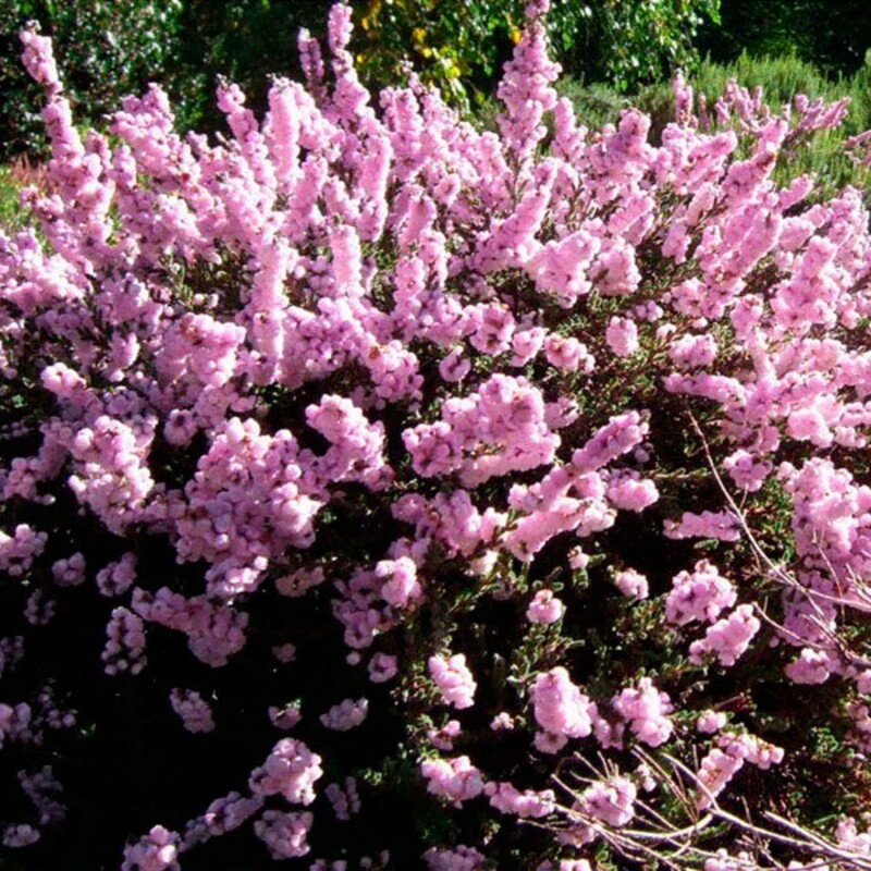 Вереск обыкновенный Элси Пурнелл (Calluna vulgaris 'Elsie Purnell')