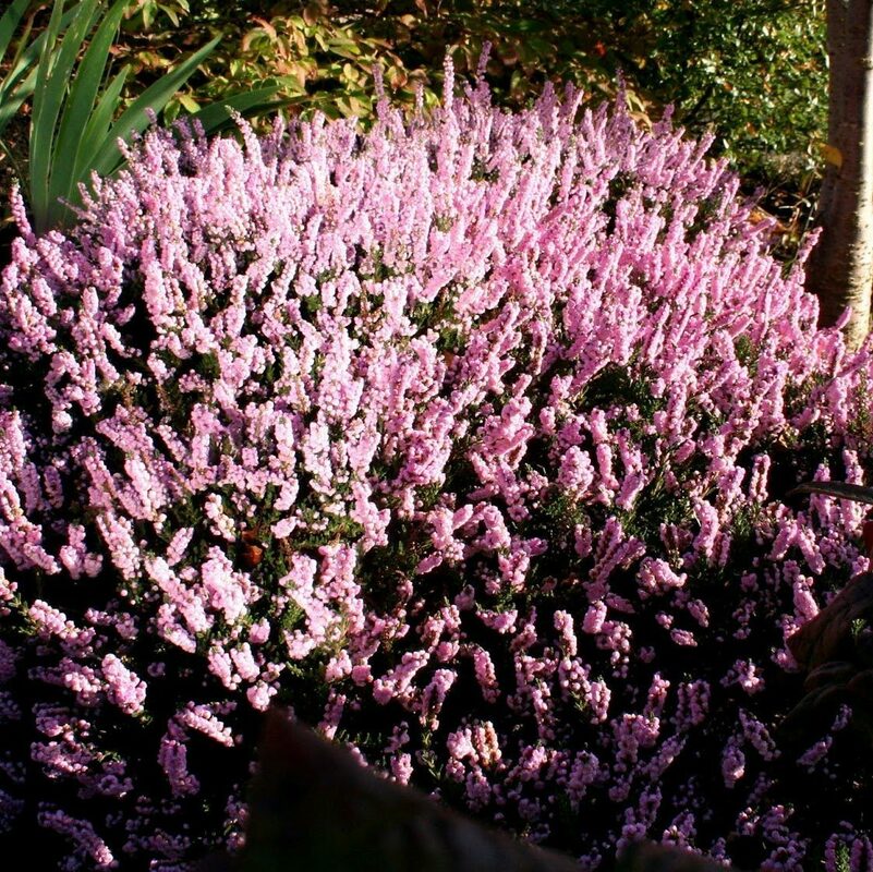 Вереск обыкновенный Элси Пурнелл (Calluna vulgaris 'Elsie Purnell')