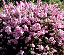 Вереск обыкновенный Элси Пурнелл (Calluna vulgaris 'Elsie Purnell')