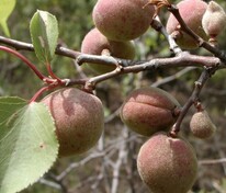Абрикос сибирский (Prunus sibirica)