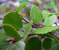 Берёза карликовая (Betula nana)