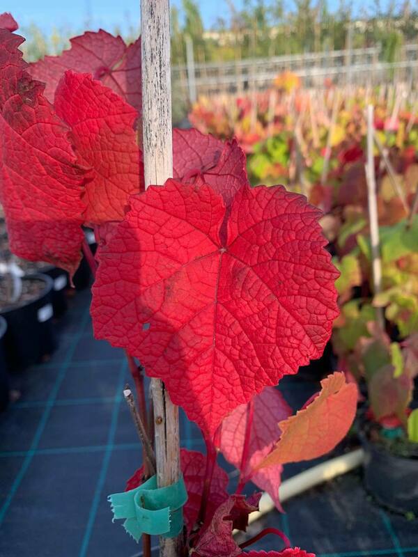 Виноград амурский (Vitis amurensis)