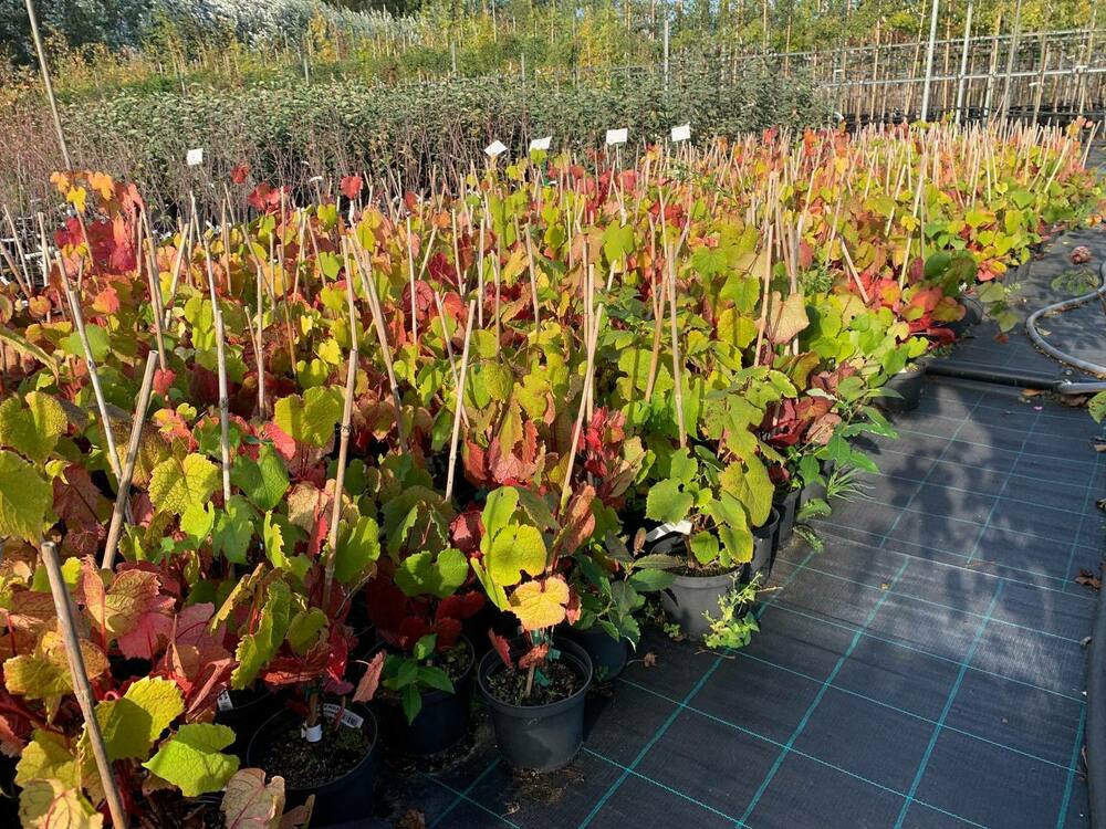 Виноград амурский (Vitis amurensis)