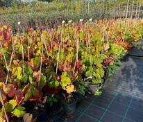 Виноград амурский (Vitis amurensis)