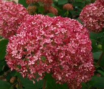 Гортензия древовидная Инвинсибел (Hydrangea arborescens 'Invincibelle')